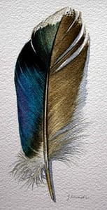 watercolor, blue feather