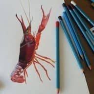 drawing of crayfish with colored pencils