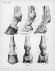 drawings, horse hoof anatomy