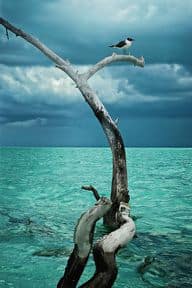 upright driftwood, stormy clouds, light sea
