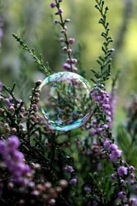 soap bubble lodged on purple heather