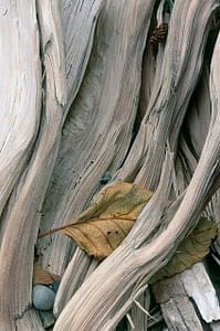 gray driftwood with dry leaf, closeup