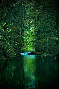bluish light, green stream in mixed woods