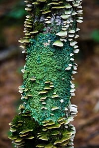 moss and mushrooms on trunk