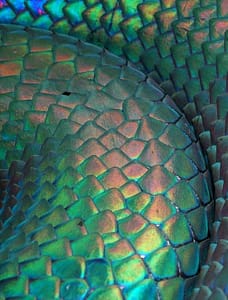 iridescent snake scales