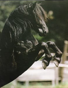 long-haired black horse rearing