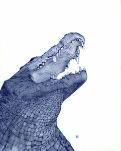head of alligator, pen illo by Sarah Esteje