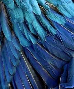 wing of jay or macaw feathers
