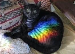 rainbow light on cat