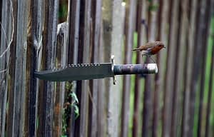 small bird on handle of hunting knife buried in fence