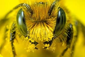 closeup yellow head of honey bee