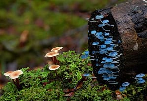 blue mushrooms and moss