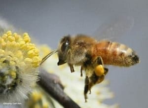 bee hovering at flower
