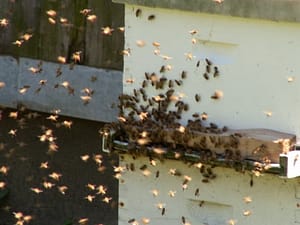 bee swarm, from website benefits of honey bees