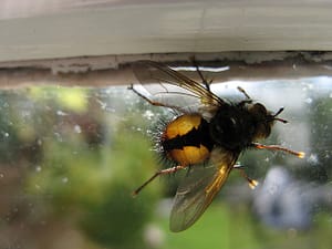 Tachina fly on window