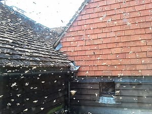 bees flying around singled house