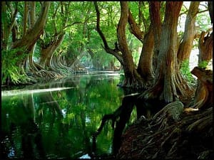 Cypress in bayou