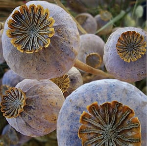 gold and purple poppy seedpods