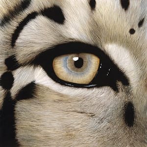 closeup tan and blue eye of white cheetah
