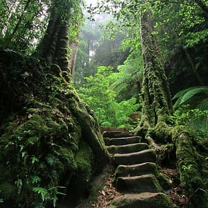 stone steps in mossy woods