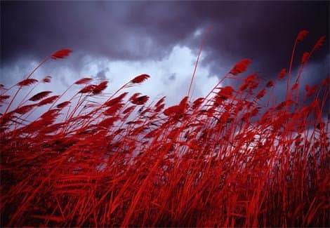 red grass in wind, dark clouds