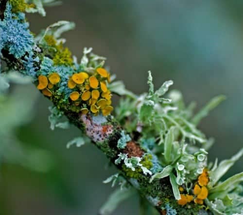 colorful lichens on branch