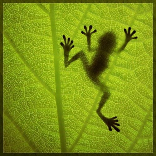 tree frog silhouetted through green leaf