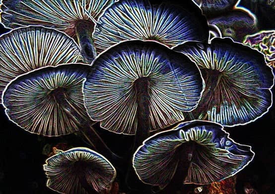 mushrooms in blue