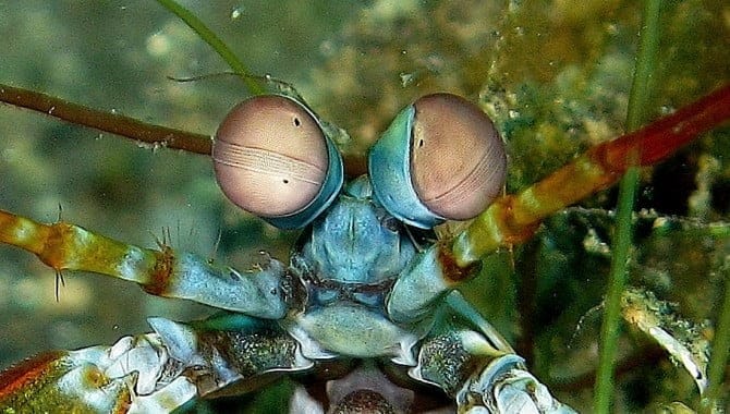 tan eyes blue-headed mantis shrimp